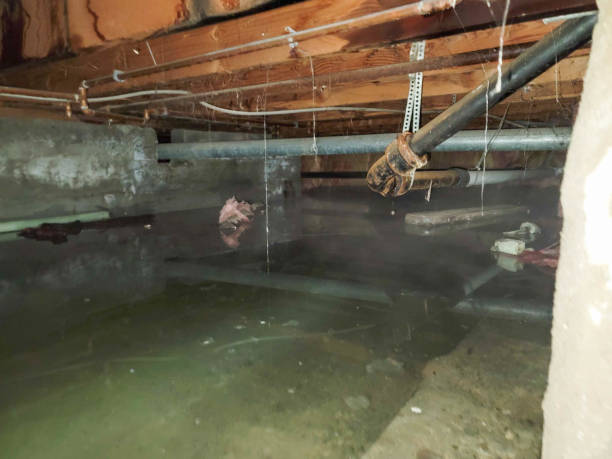 Best Flood restoration services  in Minden, NE